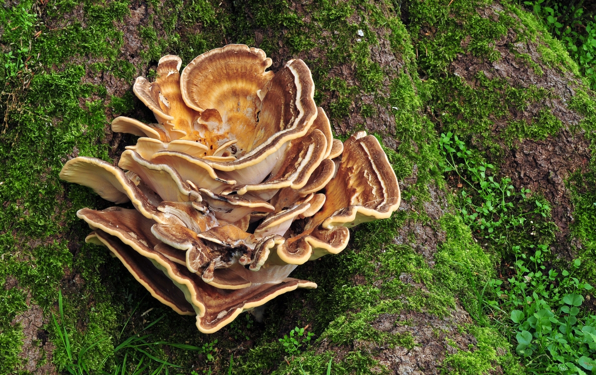 Meripilus_giganteus_(Karst_1882).jpg