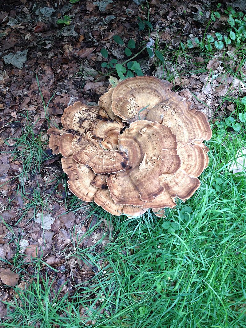 Meripilus_giganteus_Antwerp_Nachtegalenpark_September_2013.jpg