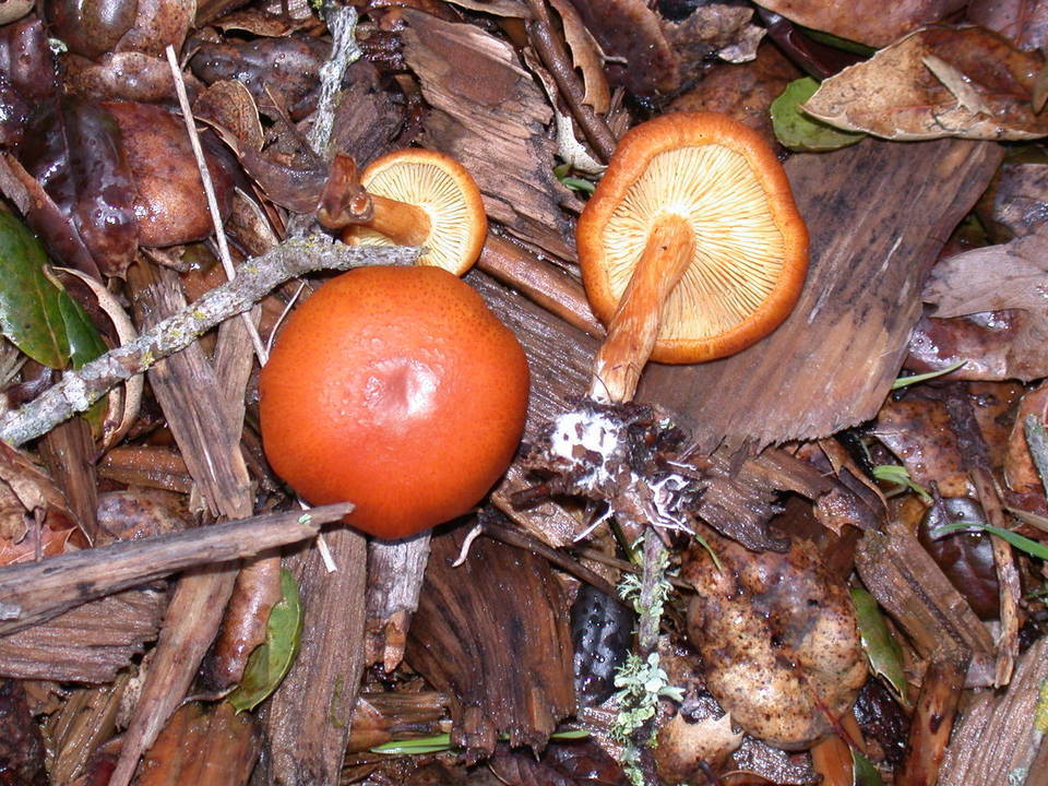 629329874-10809.jpg