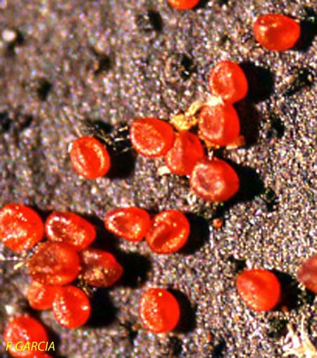 nectria-episphaeria.jpg