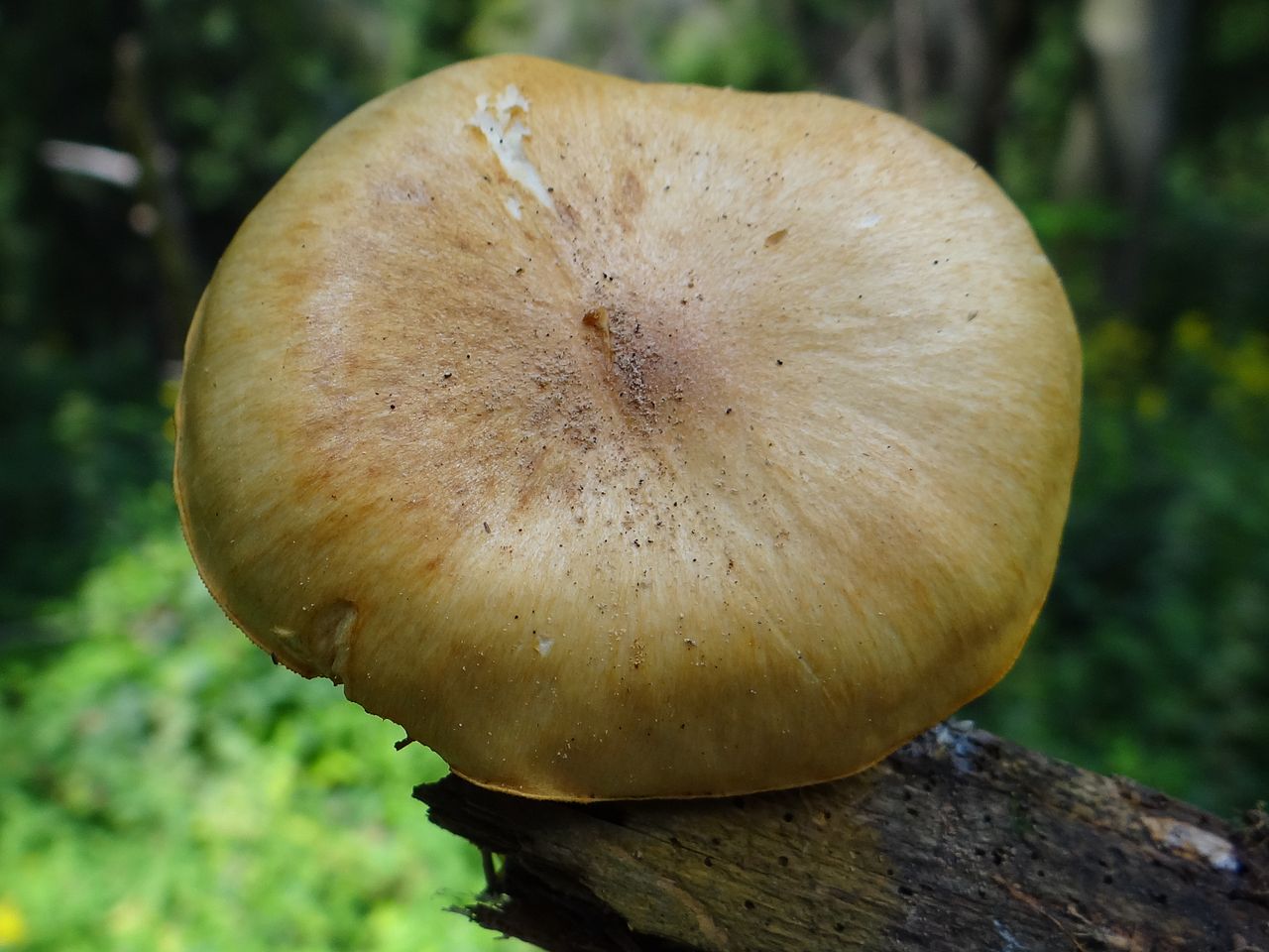 1280px-Gymnopilus_penetrans_BW46_(1).JPG