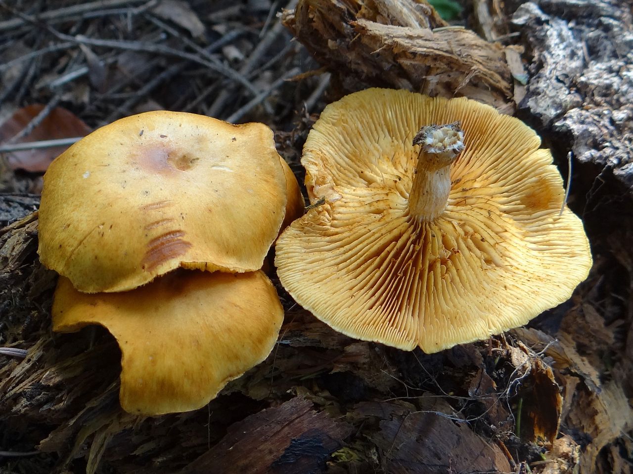 1280px-Gymnopilus_penetrans_G4.JPG
