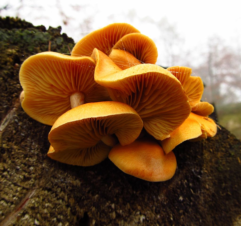 Geflecktbl?ttrige_Fl?mmling_(Gymnopilus_penetrans)_-_hms(1).jpg