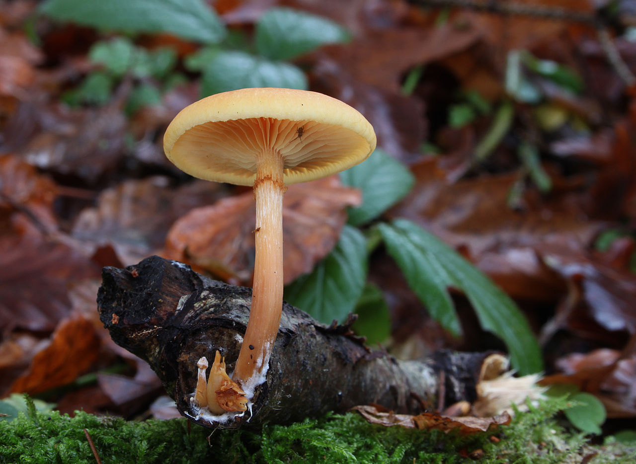1280px-Geflecktbl?ttrige_Fl?mmling_Gymnopilus_penetrans.jpg