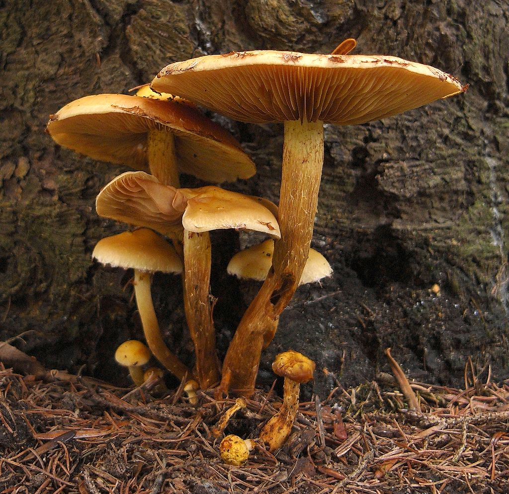 PilzUnterNadelbaum.jpg