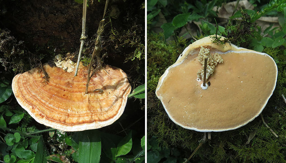 Rigidoporus_microporus_(12956088693).jpg