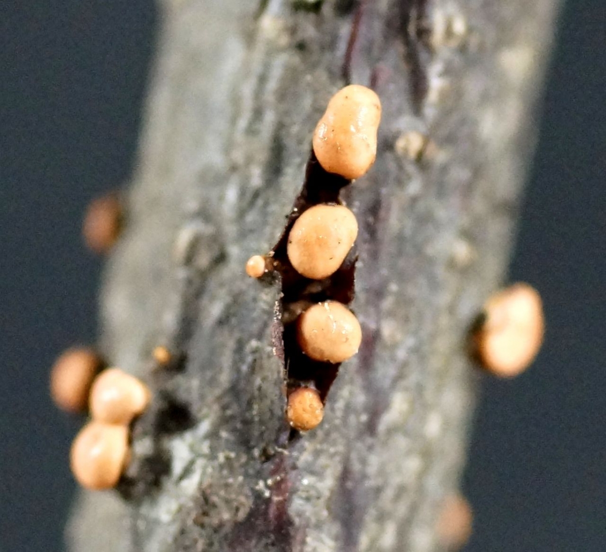 Nectria_cinnabarina_(Tode)_Fr._1849_(8085812415).jpg