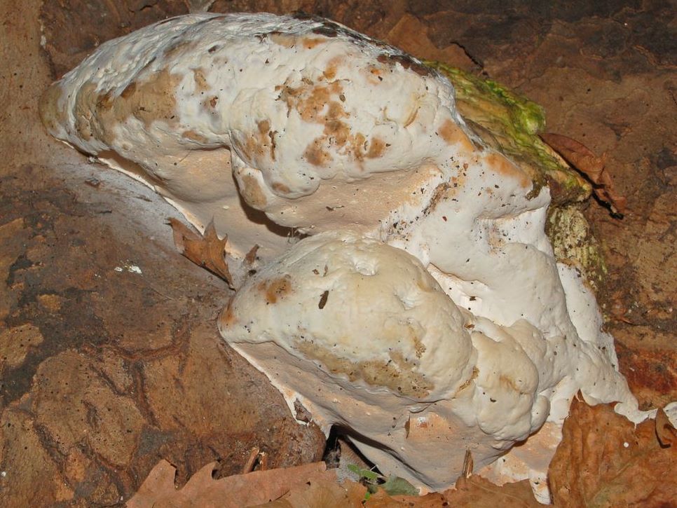 Meripilaceae_-_Rigidoporus_ulmarius.JPG