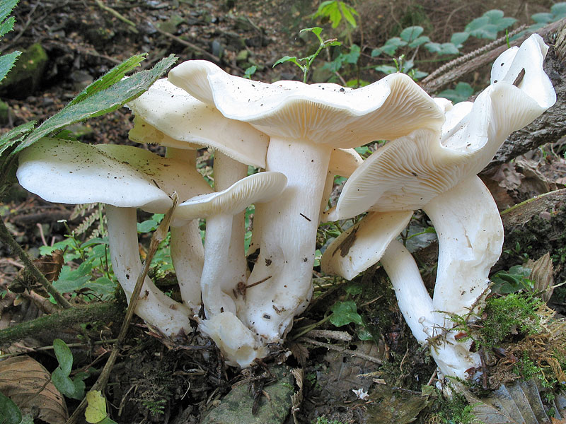 Lyophyllum_connatum.jpg