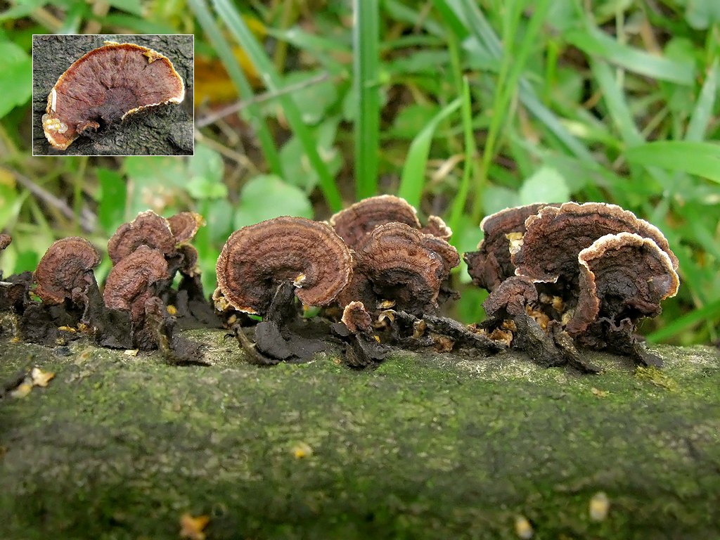 Punctularia_strigosozonata_1_STV_20090816.jpg