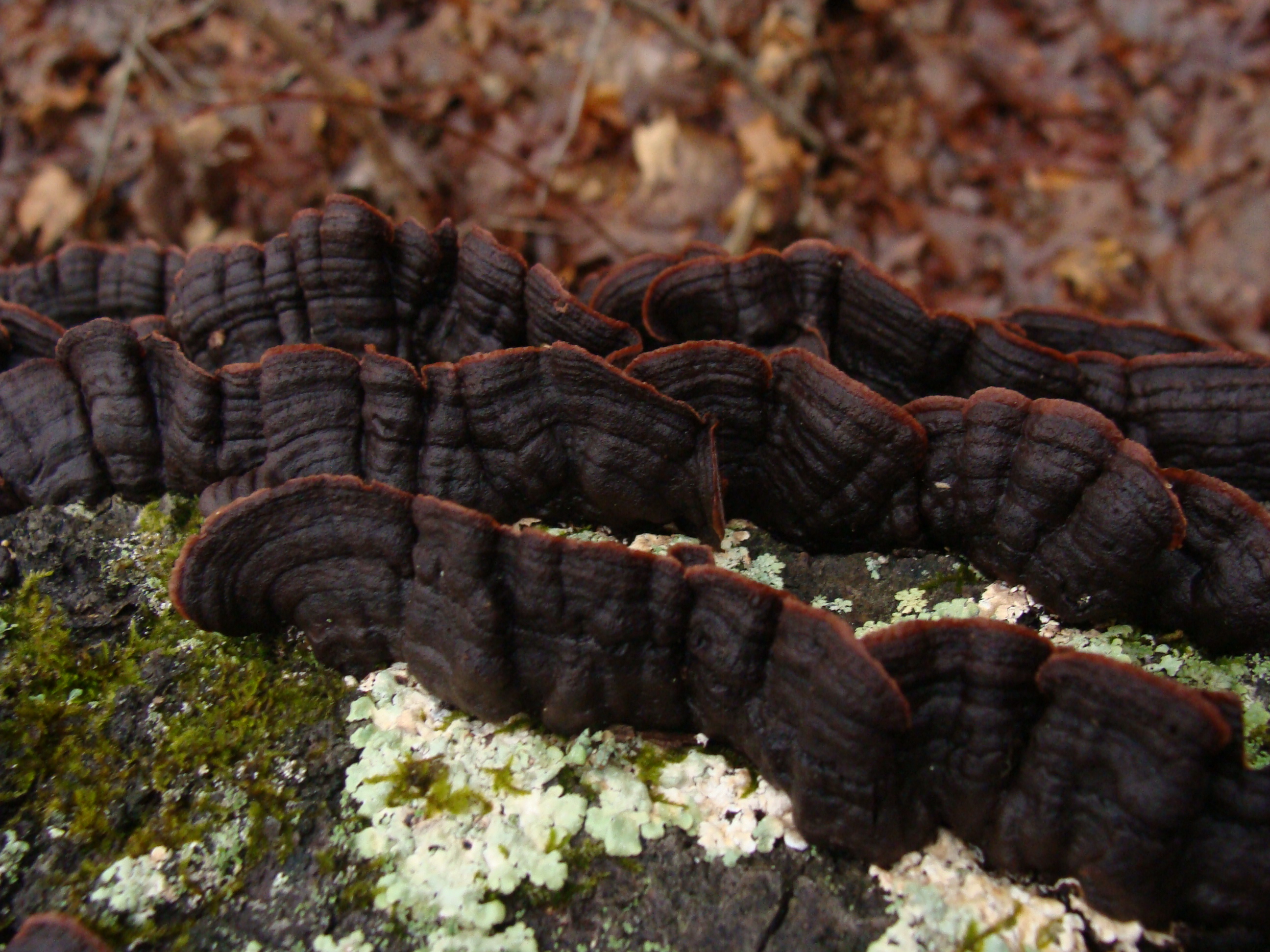 Punctularia_strigoso-zonata_128943.jpg