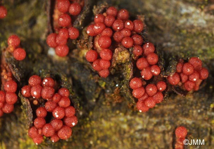 Nectria punicea 1.jpg