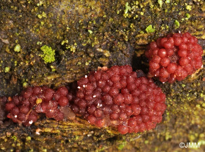 Nectria punicea 2.jpg