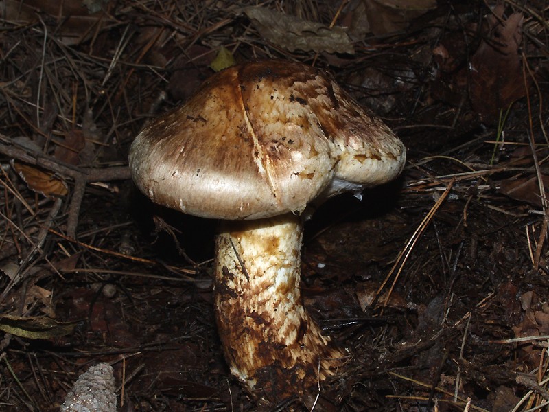 W_matutake4111.jpg