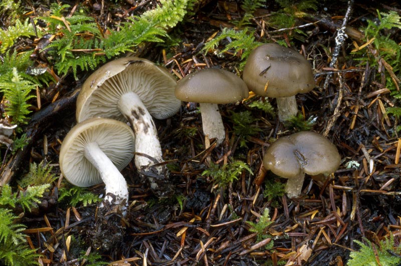 Lyophyllum semitale 1 Steve Trudell.jpg