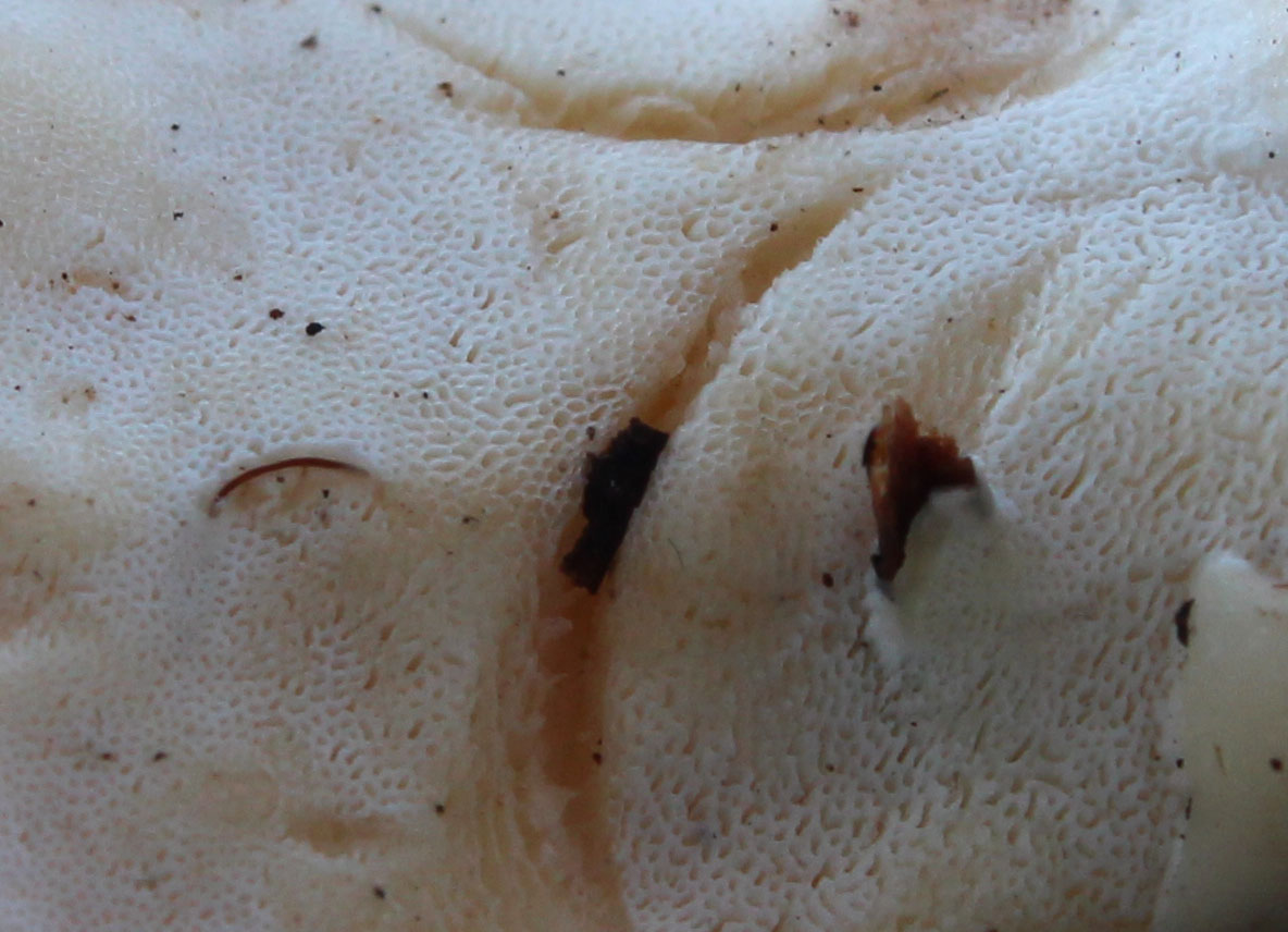 Loweomyces_fractipes_229111.jpg