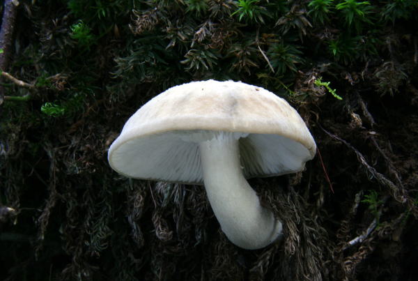 kakuminoshimeji1.jpg