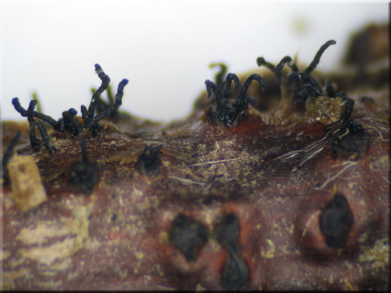 d_strumella2.jpg