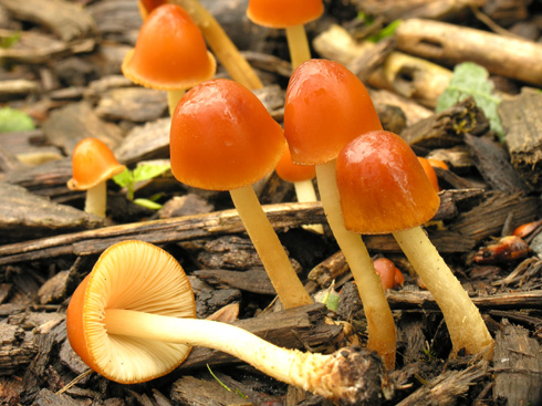 conocybe_aurea02.jpg