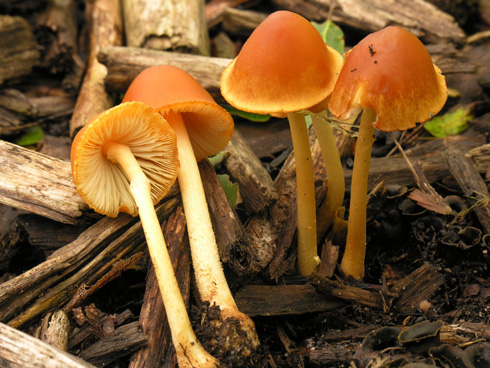 conocybe_aurea01.JPG