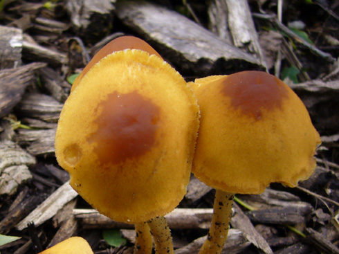 conocybe_aurea03.JPG