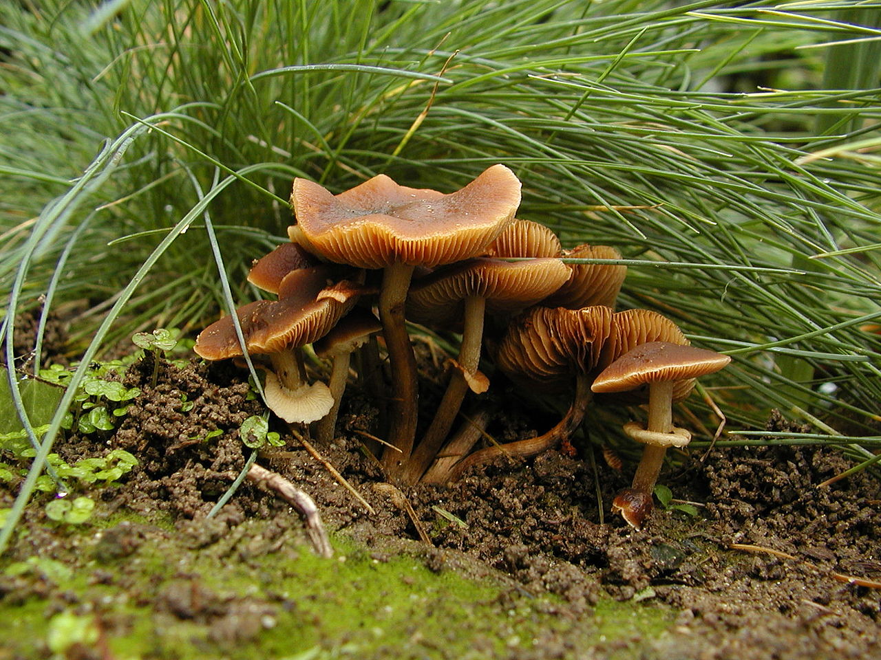1280px-Conocybe_rugosa.jpg