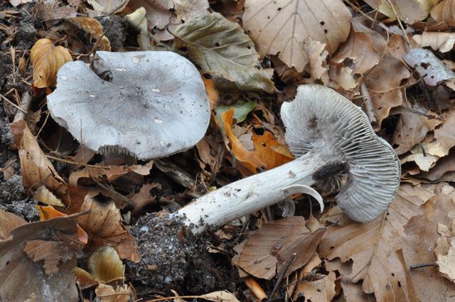 jcs-tricholoma-sciodes-50339 - 복사본.jpg