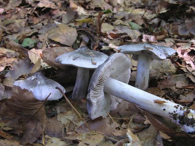 jcs-tricholoma-sciodes-33784 - 복사본.jpg