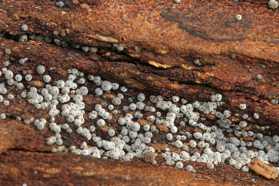 lasiosphaeriaovina.jpg