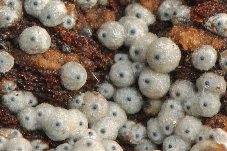 lasiosphaeriaovina2.jpg