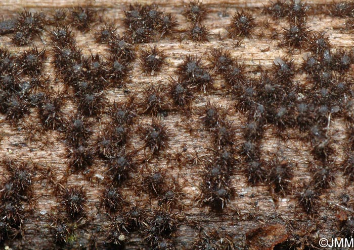 Lasiosphaeria strigosa 2.jpg