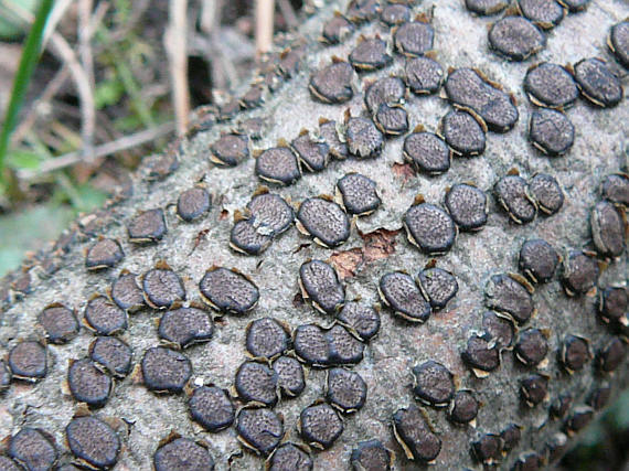 Diatrype_disciformis.jpg