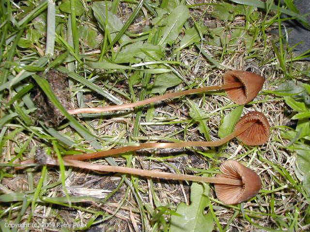 Conocybe_rubiginosa_2009_rp_1.jpg