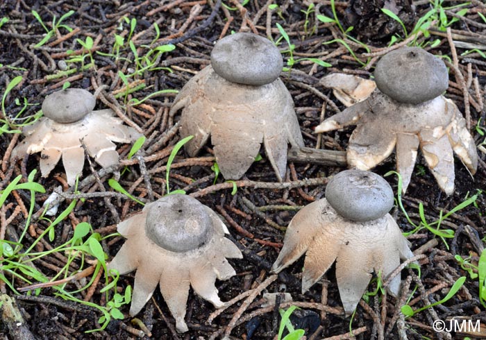 Geastrum coronatum 2.jpg