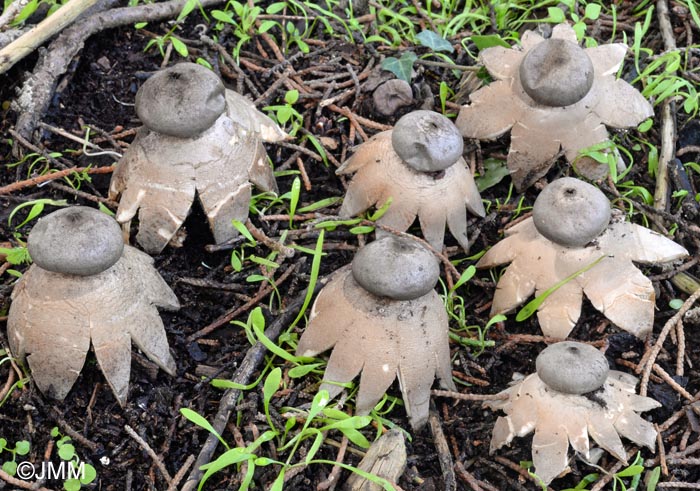 Geastrum coronatum 1.jpg