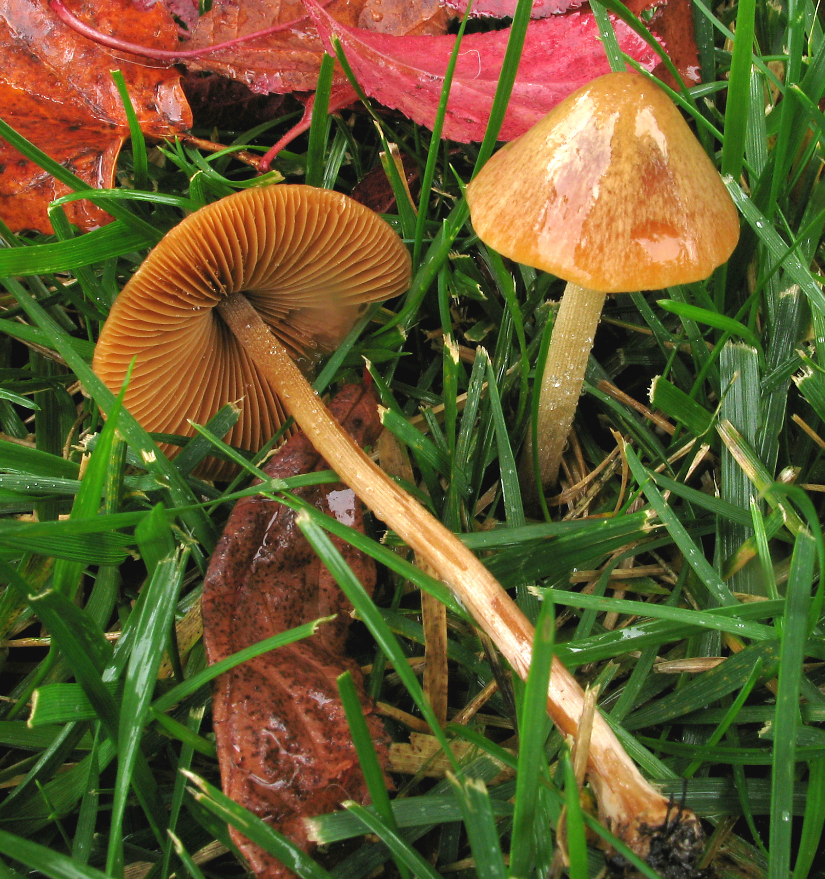 2011-10-07_Conocybe_siliginea_(Fr._-Fr.)_Kuhner_173098_crop.jpg