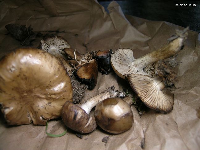 lyophyllum_geminum_02.jpg
