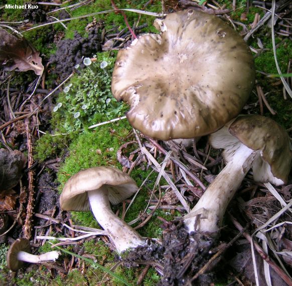 lyophyllum_geminum_01.jpg