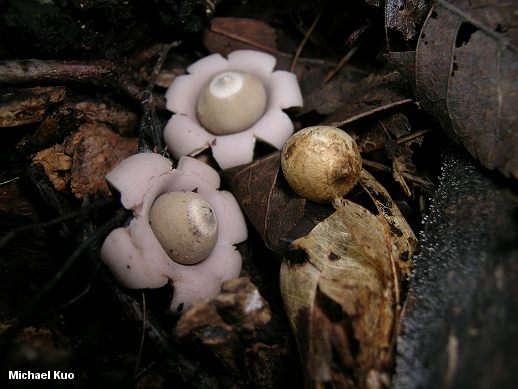 geastrum_saccatum_01.jpg