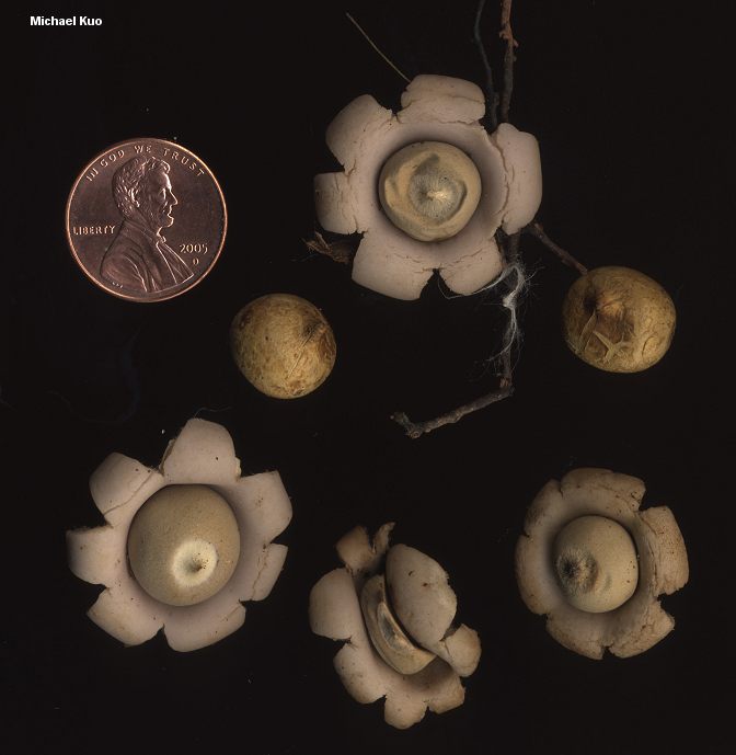 geastrum_saccatum_02.jpg