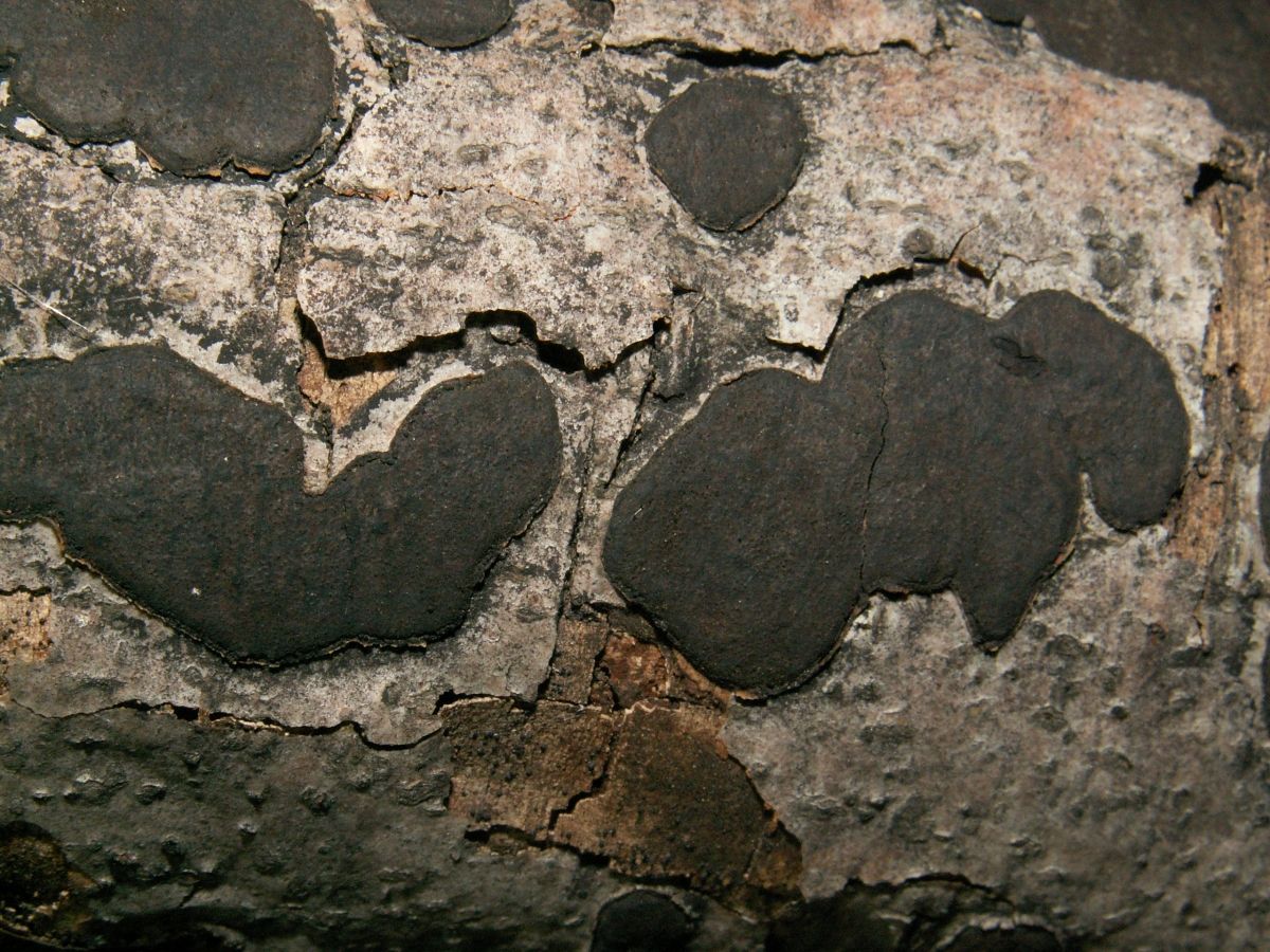 2012-08-08_Biscogniauxia_nummularia_(Bull.)_Kuntze_246543.jpg