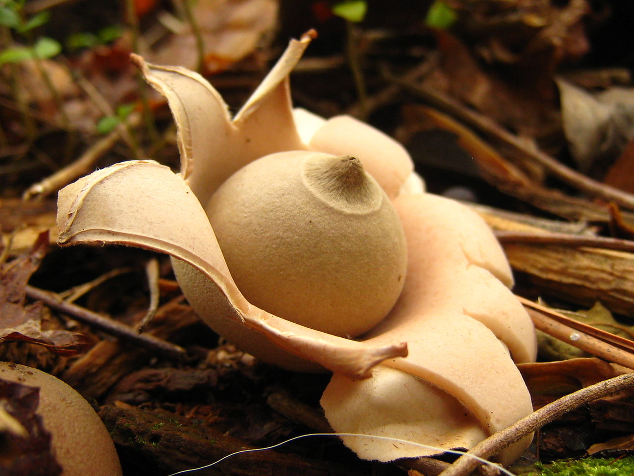 1280px-Geastrum.Saccatum.002.jpg