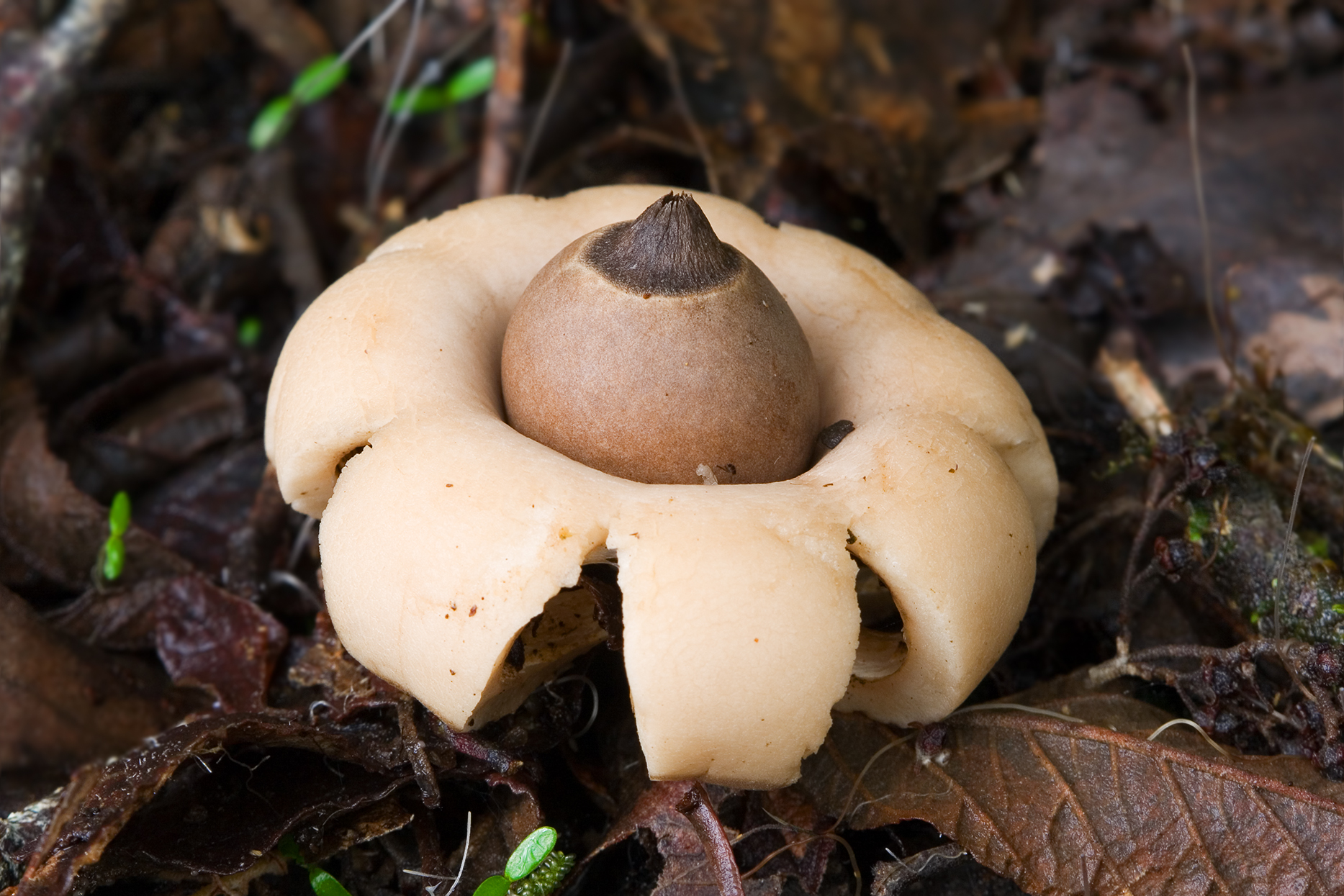 Geastrum_saccatum.jpg