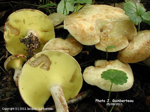 Gyrodon_lividus_2011_jg_1.jpg
