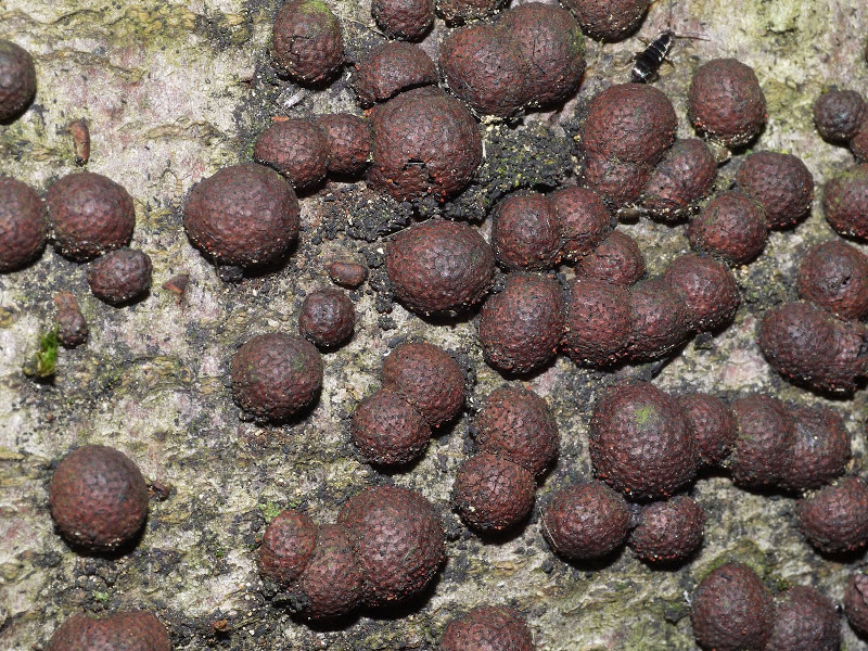 Hypoxylon_fragiforme,_Wotansborn_JOF.JPG
