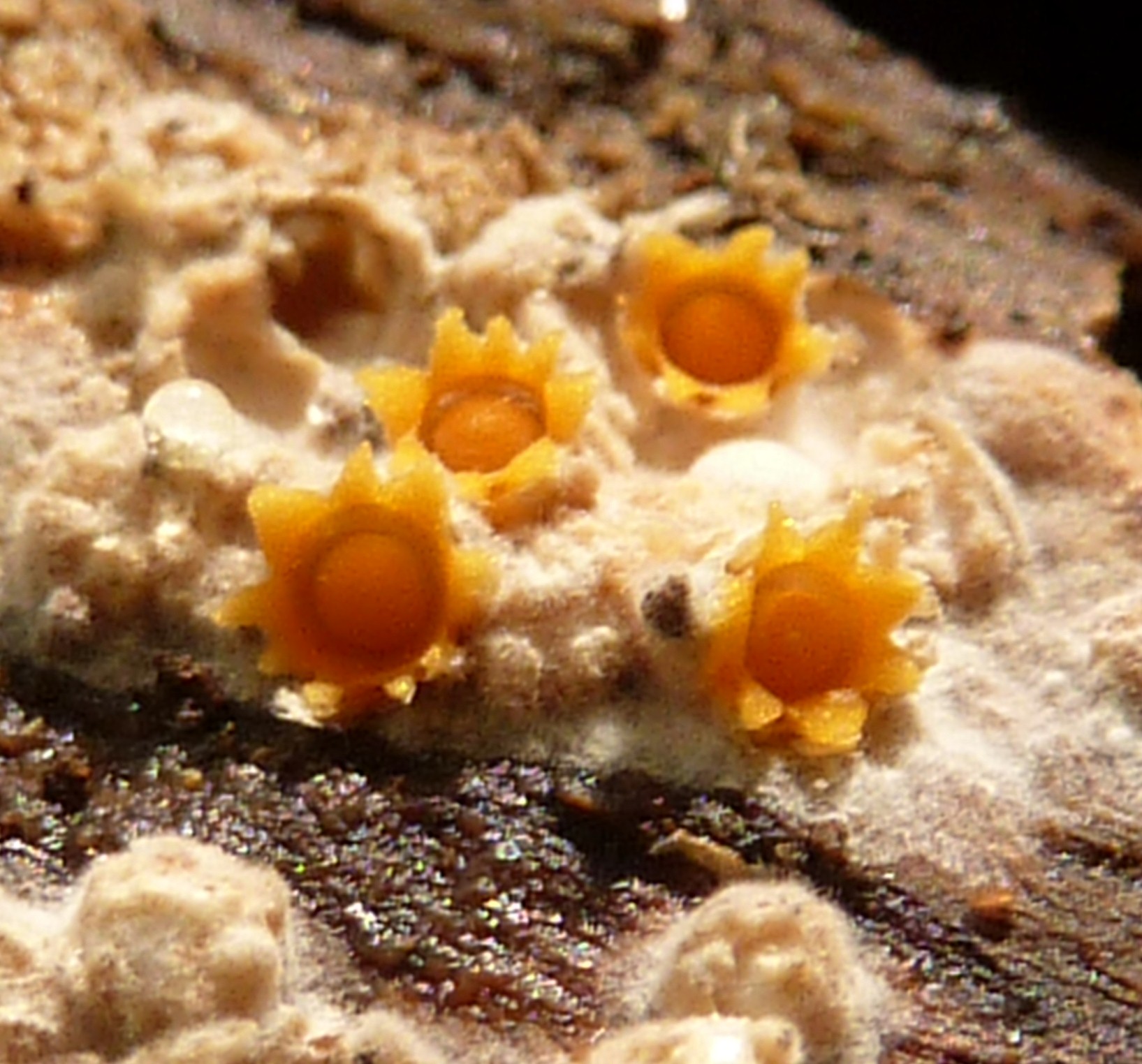 Sphaerobolus_stellatus_265591.jpg