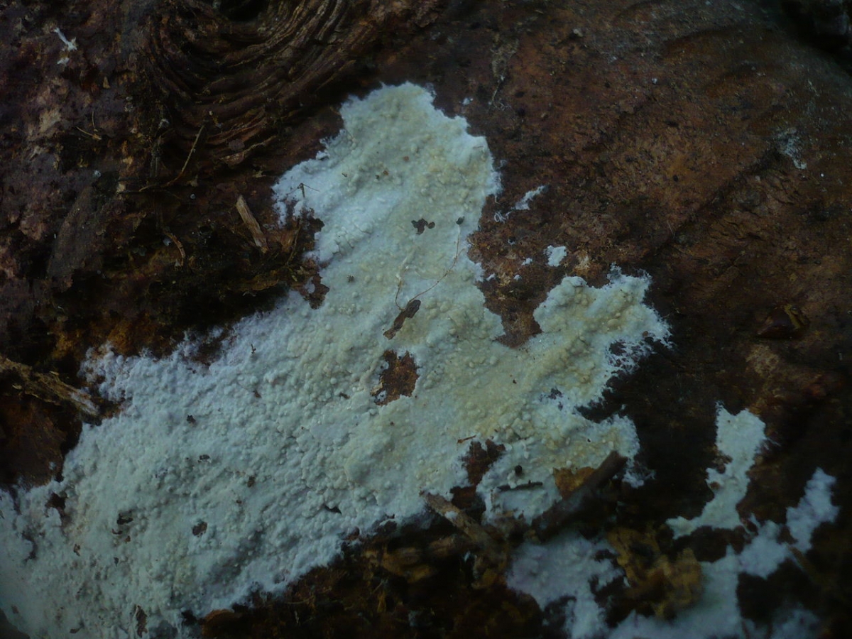 1280px-2012-06-04_Hyphoderma_argillaceum_(Bresadola)_Donk_224541.jpg