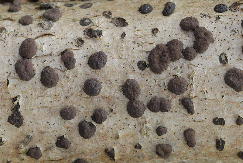 0__DSC6881 Hypoxylon fuscum.jpg