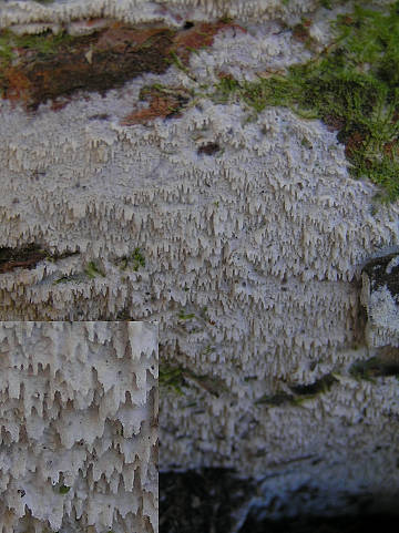 1186_1.jpg
