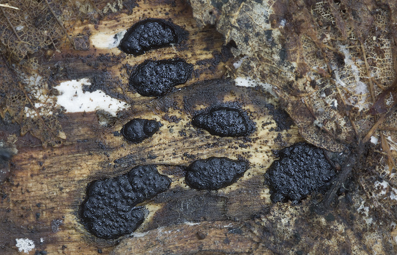 Nemania serpens serpens.jpg
